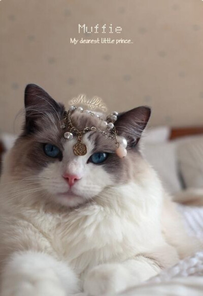 贵妃娘娘驾到~~~~闲人闲猫退散