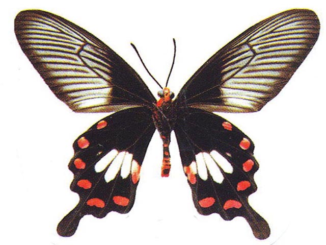 红纹凤蝶 common rose swallowtail