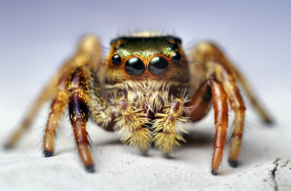 20只眼睛的蜘蛛的图片图片