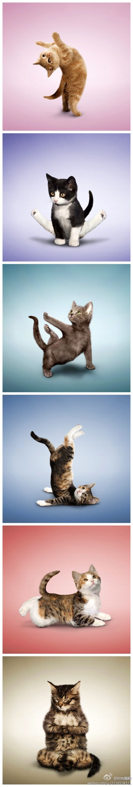 练瑜伽的小猫,好可爱哦