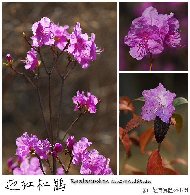 迎红杜鹃,杜鹃花科,杜鹃花属.