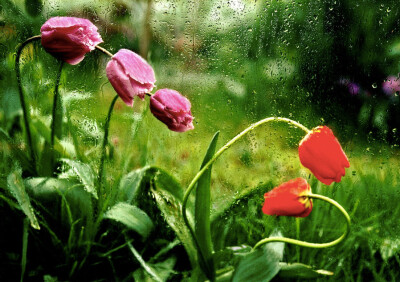 心雨