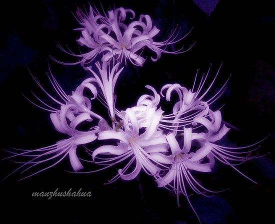 黄泉花紫色图片