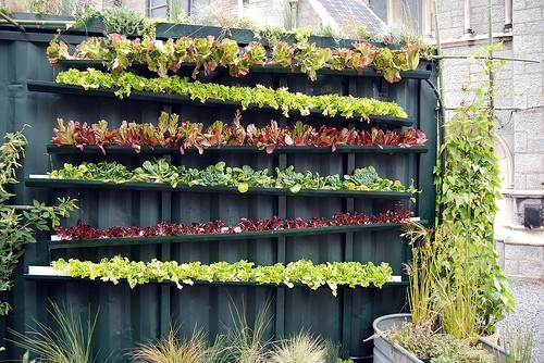 蔬菜种植墙
