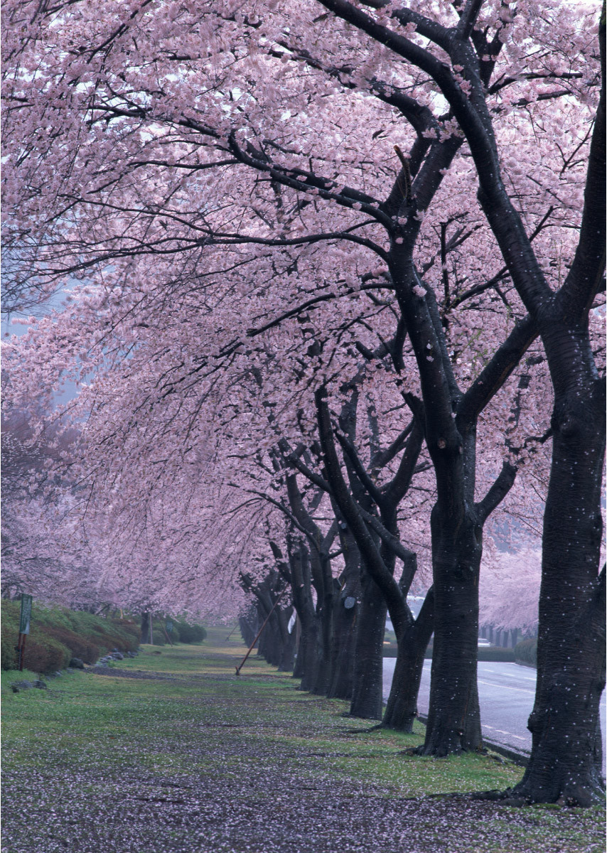 樱花草风景图片图片