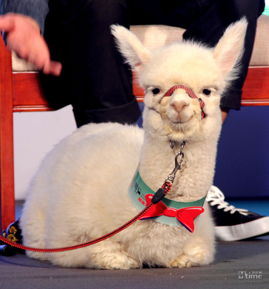 "草泥马"(羊驼)可爱表情