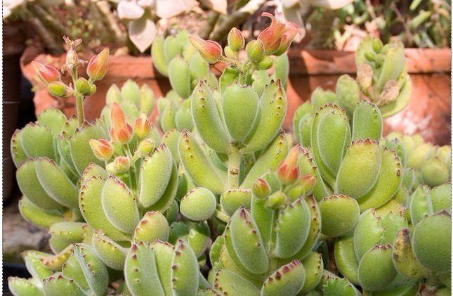 开花儿的熊童子~好萌啊