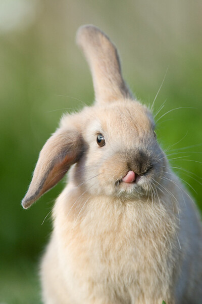兔子嘴巴特写图片图片