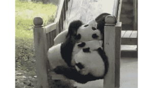 熊猫翻滚的动图图片