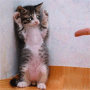 小猫双手投降动图图片