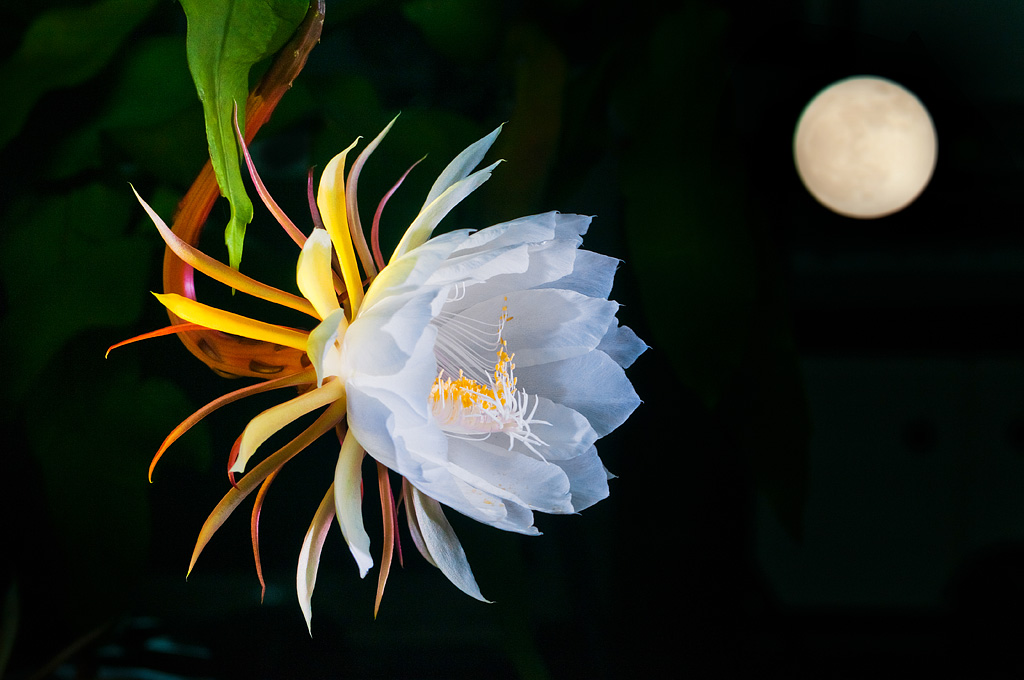 昙花一现,只为韦陀. - 堆糖,美图壁纸兴趣社区