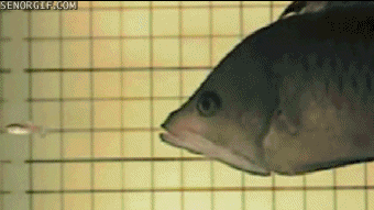 大鱼吃小鱼瞬间的慢镜头!这嘴