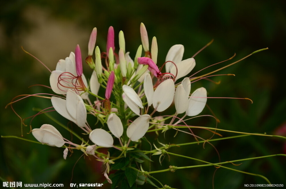 醉蝶花.长长的雄蕊伸出花冠之外,形似蜘蛛,又如龙须,颇为有趣.