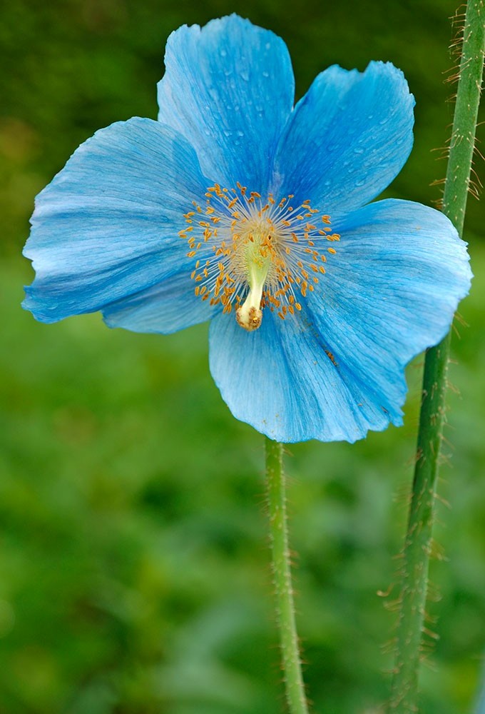 好美~~蓝色的花