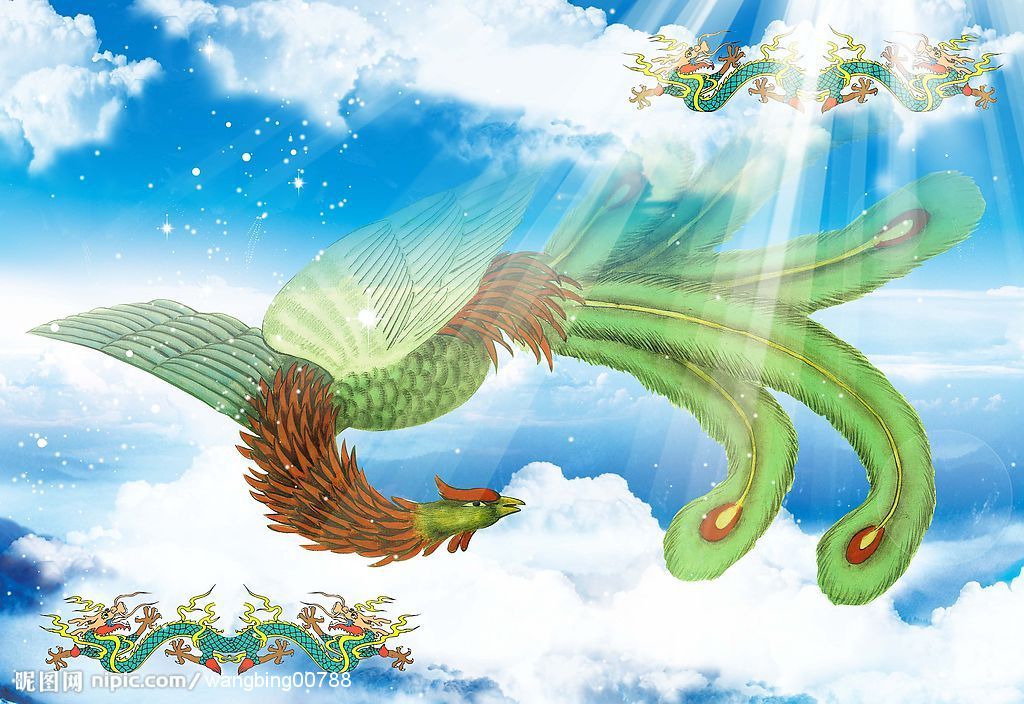 美丽孔雀→凤凰.