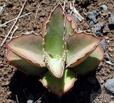 趣蝶莲(kalanchoe synsepala) 景天科伽蓝菜属植物.又名双飞蝴蝶.