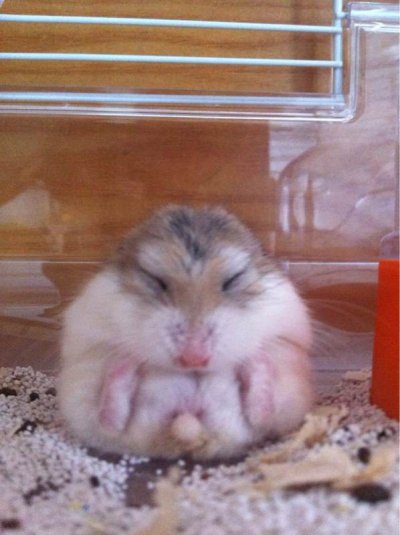 同学养的仓鼠名叫小公公睡觉的样子socute