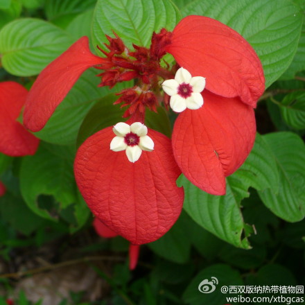 红叶玉叶金花 mussaenda erythrophylla schumach.&thonn.