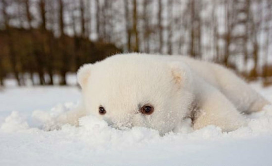 来自斯堪的纳维亚野生动物公园的可爱北极熊siku,刚刚才满四个月,遇到
