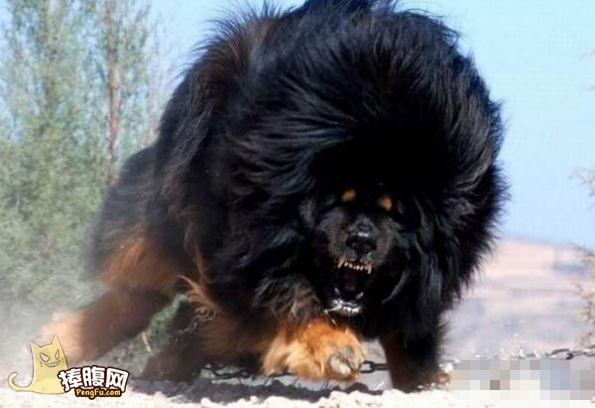 这就是传说中的藏獒相当霸气