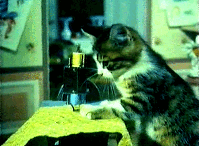 猫咪