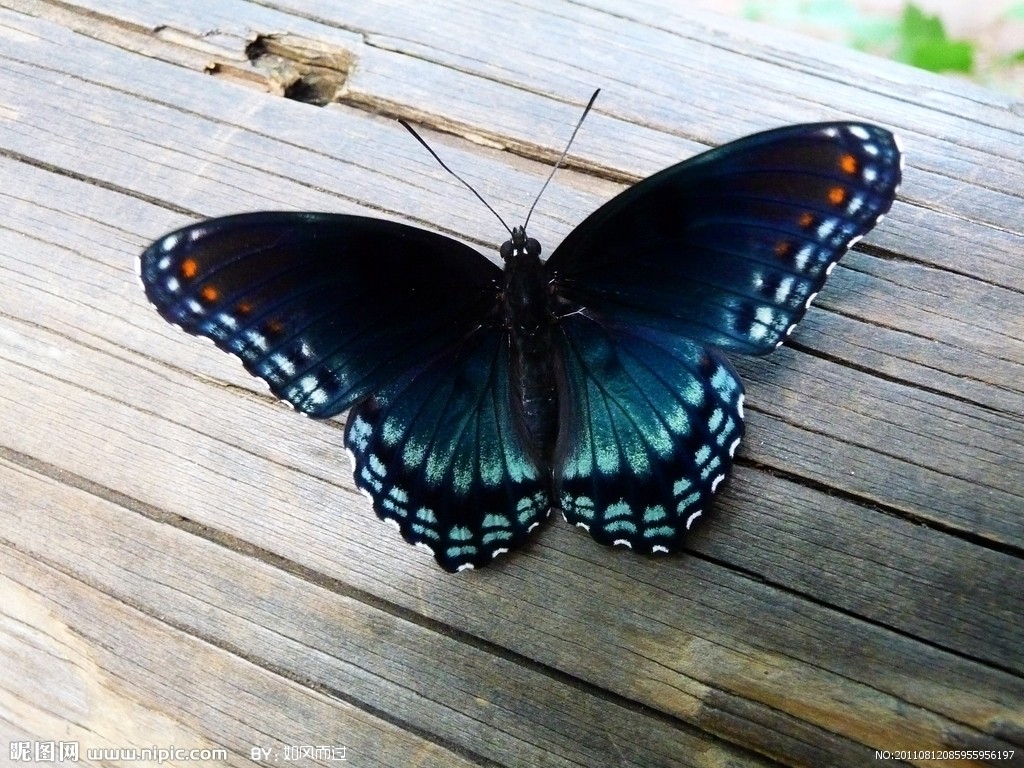 2019年11月30日 1:30   关注   蝴蝶摄影图_蝴蝶图片集_昆虫_生物