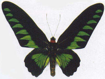 马来西亚国蝶