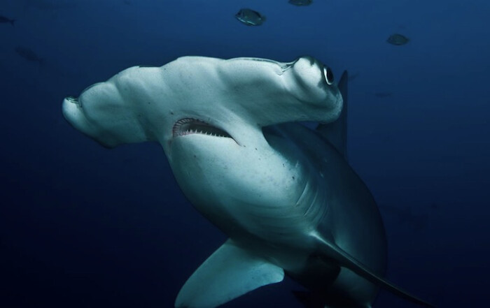 hammerhead shark,Mako shark hammerhead shark, cocos island, costa rica 摄影师:爱伦斯塔德利