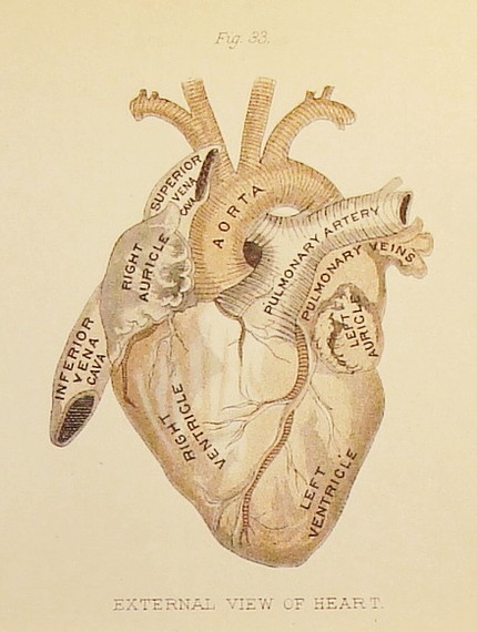 肖邦的心脏图片