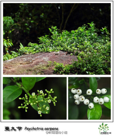 蔓九节(psychotria serpens)茜草科九节属 藤本植物.