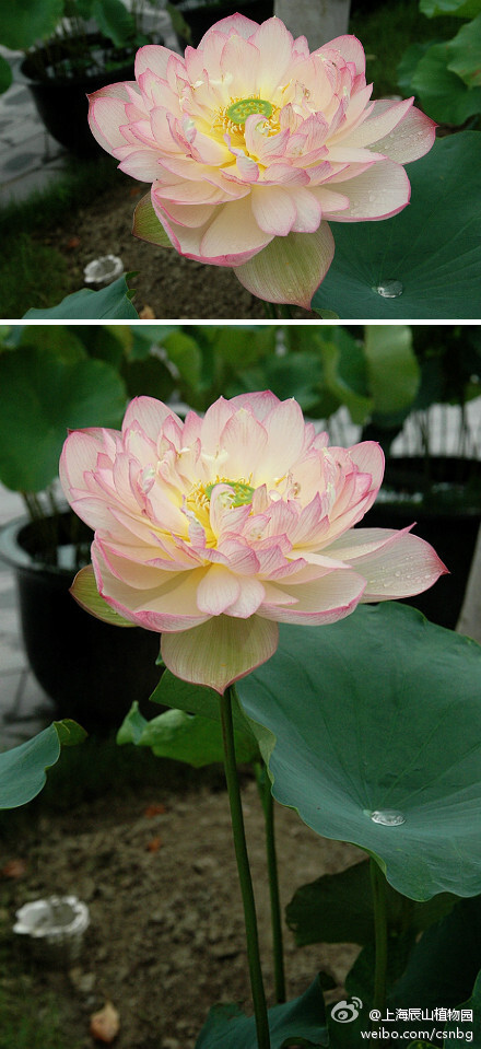 推出粉黄双色的荷花品种——锦霞,为中美杂种莲种系 中小株 重瓣 复