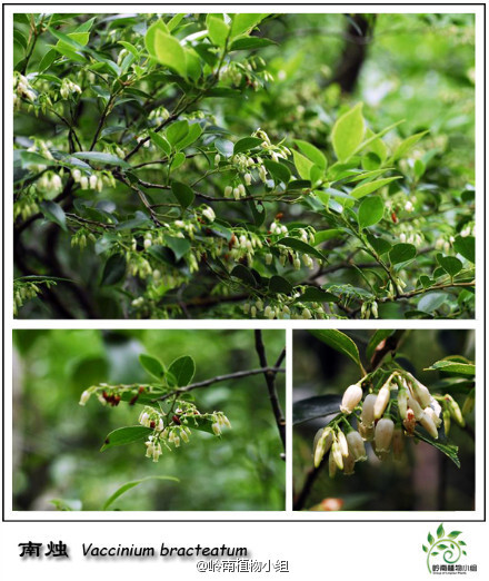南烛(vaccinium bracteatum)杜鹃花科越桔属 又名乌饭树,源于其叶可