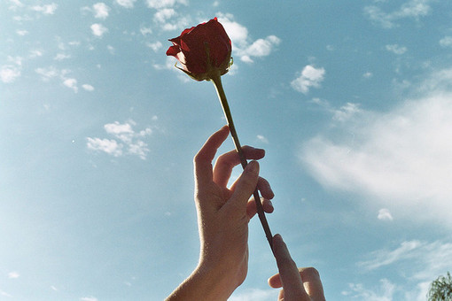 一支玫瑰,指向天空