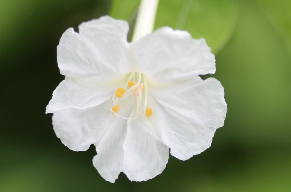 草茉莉 地雷花