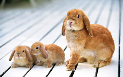 兔妈兔宝图片