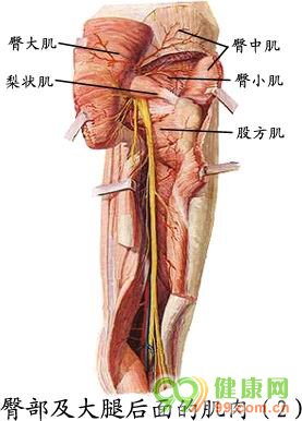 大腿后侧结构图图片