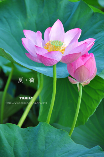 荷花,夏天的味道. http://blog.sina.com.
