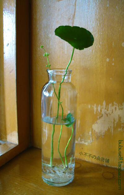 清新的小自然 玻璃瓶水培铜钱草