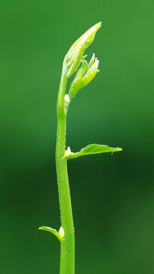 嫩芽