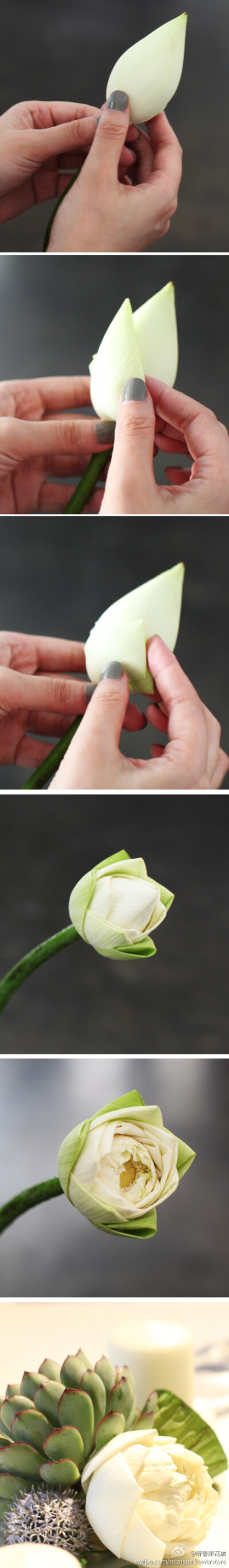 有个方法是将花瓣折成三角形. 这样的莲花在水养状态,可保持更长时间.