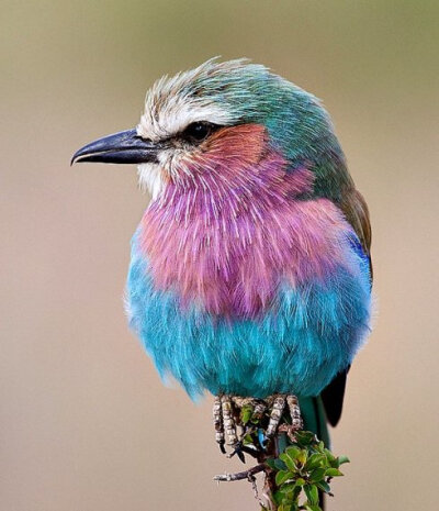 世界上最美的鸟类