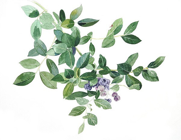 柘植彩子的植物手绘