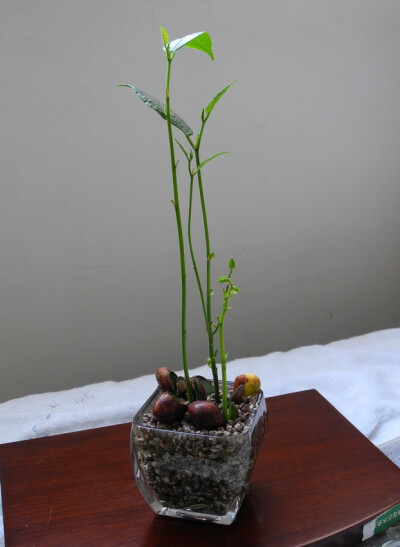 这可是树菠萝种子水培出来的.