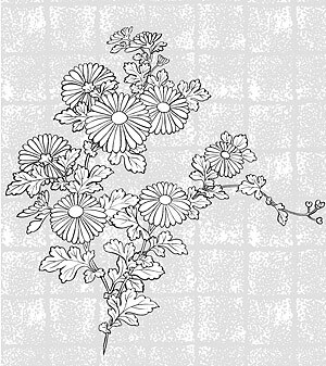 日本线描植物花卉矢量素材-37(菊花,背景)
