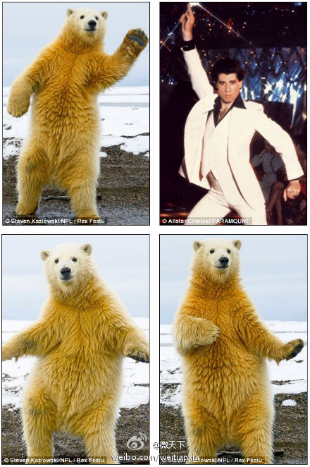 甚至还模仿了下约翰-特拉沃塔的经典迪斯科舞蹈动作440_662竖版 竖屏