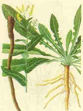 十字花科植物菘蓝和草大青的根;南板蓝根为爵床科植物马蓝的根茎及根