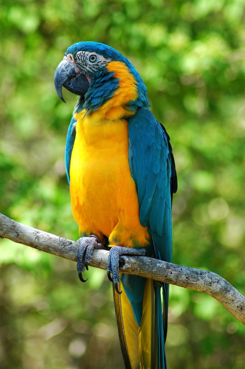 blue throated macaw (critically endangered)