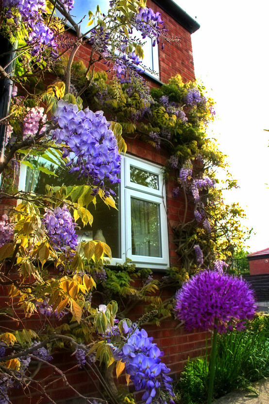 开满紫藤花的房子(英格兰大曼彻斯特地区