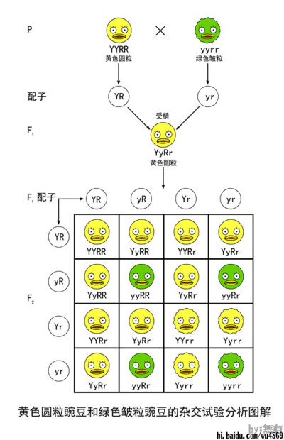 YyRr自交遗传图解图片