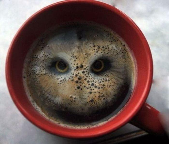 想用一杯咖啡来扮猫头鹰嘛? 只要扔两个甜麦圈就够了前提是